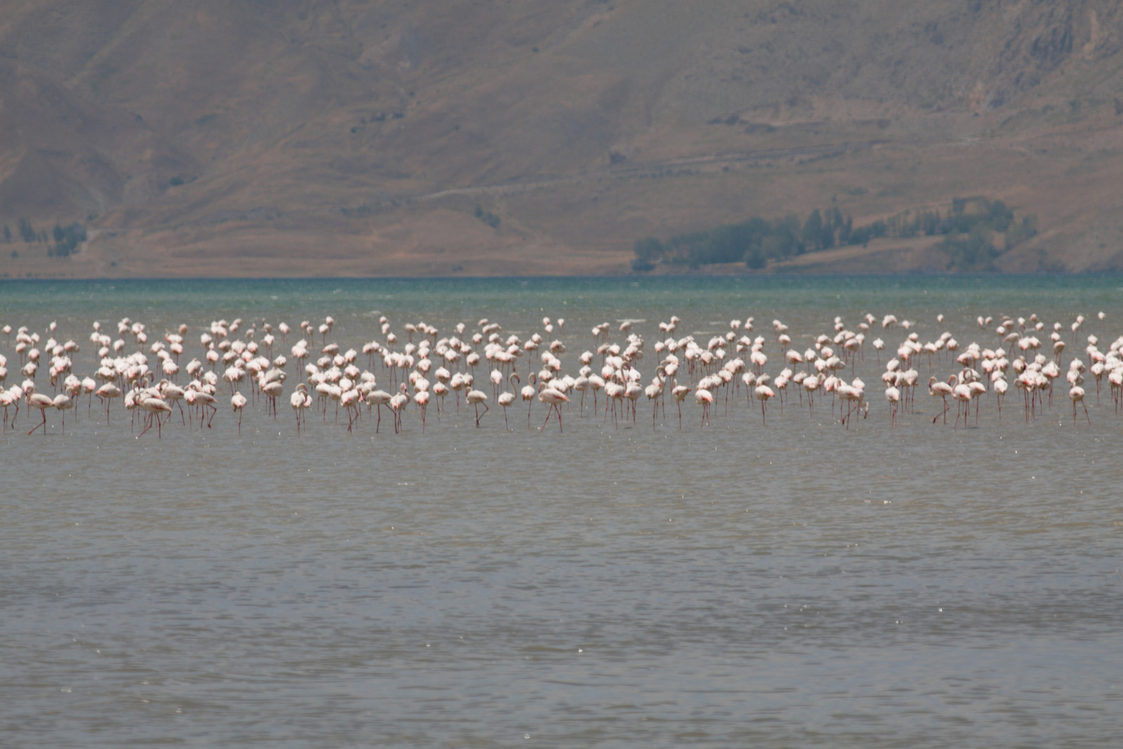 Lake Erçek Birdingplaces